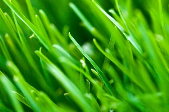 Aim Barley Grass