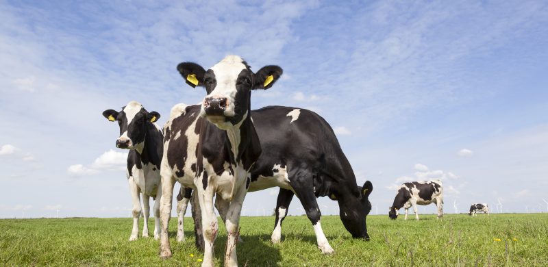 black and white cows in dutch meadow with blue sky