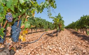 Vineyard in Mallorca