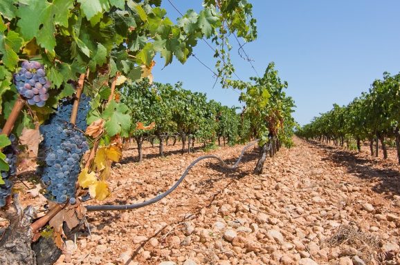 Vineyard in Mallorca