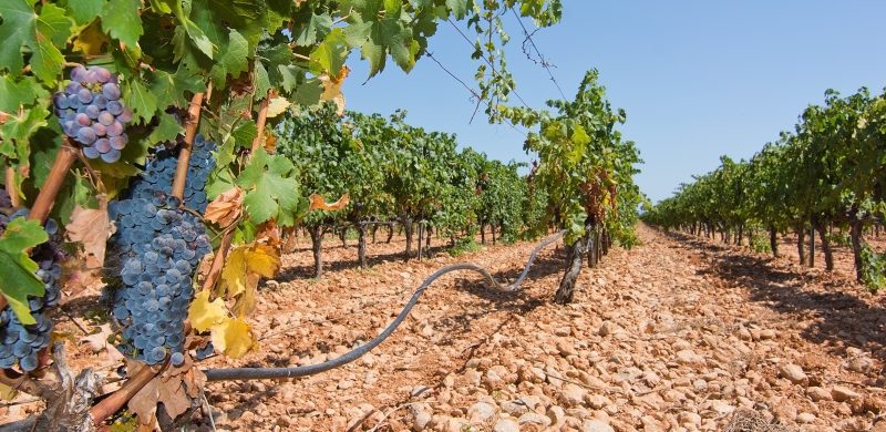 Vineyard in Mallorca