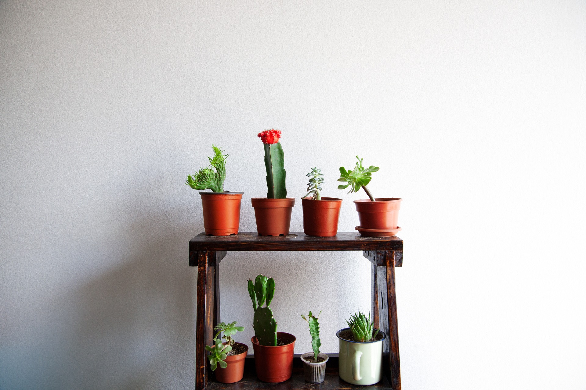 Nourish Your Succulents: A Guide To Specialized Fertilizers